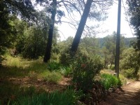 Nature on the Property
